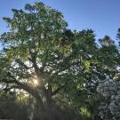 Image of Valley oak in the UC Davis Arboretum.