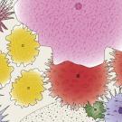 Image of a graphic from one of the planting plans offered by the UC Davis Arboretum and Public Garden.