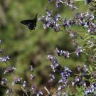 Image of pipevine swallowtail butterfly on a salvia.