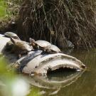 Image of Western pond turtles sunning themselves on a concrete pipe in the UC Davis Arboretum waterway.