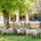 Image of a group of people watching the UC Sheepmowers graze a lawn from the other side of a temporary fence.