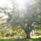 Image of a Japanese Zelkova tree with sunlight shining through its branches, surrounded by precautionary snow fencing in the UC Davis Arboretum and Public Garden.