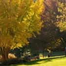 Image of trees with leaves of varying colors. A few people are seated on the grass underneath the trees.