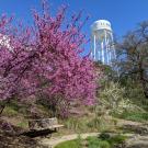 A blooming western redbud in the foreground and a UC Davis water tower