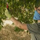 uc davis urban tree steward students pruning a tree