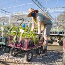 Image of Taylor Lewis, nursery manager, gets plants ready for customers at our contact-free, curbside pickup.