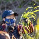 Image of Nina Suzuki maintaining grasses in the Arboretum Waterway.