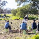 Image of students and staff planting trees for the Texas Tree Trial research project.