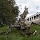 Image of buckeye tree stump in the UC Davis Arboretum's Native American Contemplative Garden.