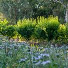 Image of Biological Orchard and Garden at UC Davis showing the orchard in the background with drought-tolerant plants in the foreground.