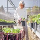 Image of female volunteer caring for plants in the UC Davis Arboretum Teaching Nursery. 