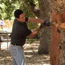 Two people harvest the bark from a cork oak on campus in front of a crowd