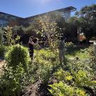 Two people gardening in the Good Life Garden at the Robert Mondavi Institute