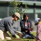 A group of student interns plant a tree outside of Shields Library