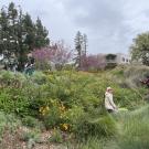 Volunteers working among California poppies and other plants in the UC Davis Arboretum and Public Garden