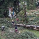 Image of staff from the UC Davis Arboretum and Public Garden cleaning up a Guadalupe Island pine that fell on December 31, 2022.