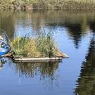 Image of Fernanda Arao monitoring a floating island in the UC Davis Arboretum Waterway.