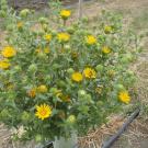 Image of great valley gumweed. Photo by Miles DaPrato.