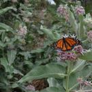 Monarch on Milkweed