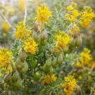 Seed pods, small yellow flowers and tiny green leaves adorn a plant