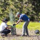 Planting trees at the experiment site