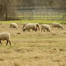 Image of sheep grazing on the UC Davis campus.