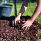 Person applys mulch over a plant