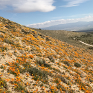 Hill covered in orange poppies