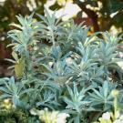 Image of salvia apiana compacta in a garden. 