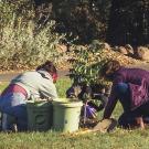 urban tree stewardship interns planting a tree on campus