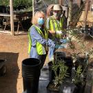 Volunteers in PPE at the Arboretum and Public Garden