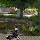 Rendering of new design for Wyatt Deck in the UC Davis Arboretum.