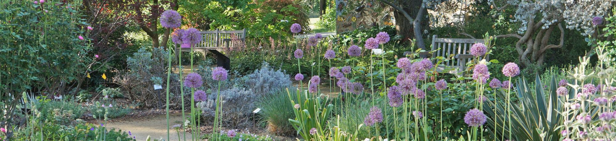 Image of the UC Davis Arboretum Ruth Risdon Storer Garden in spring with giant purple alliums blooming.