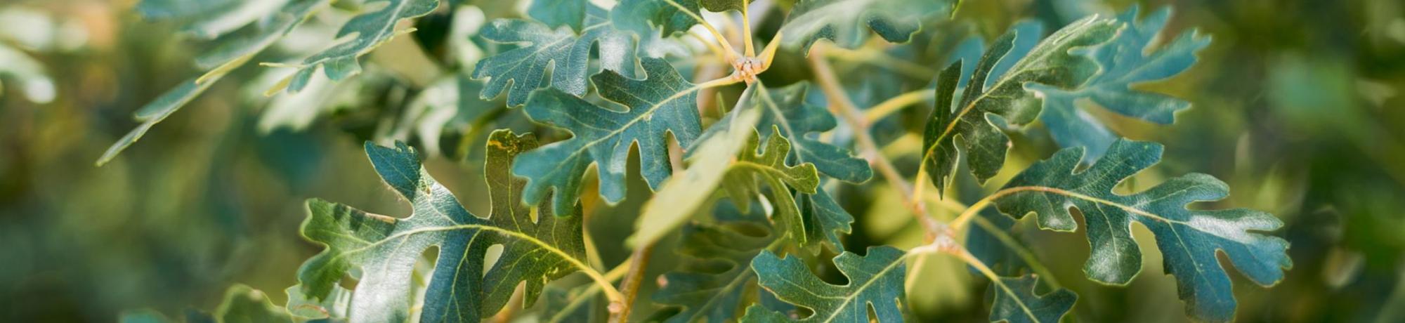 Image of valley oak leaves in the UC Davis Putah Creek Riparian Reserve.