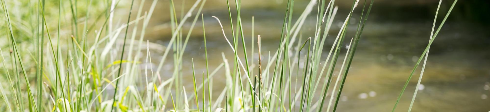 Image of grass along Putah Creek.