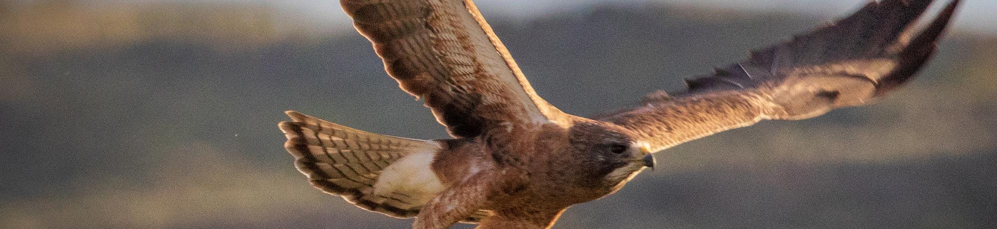 Image of Swainson's hawk.