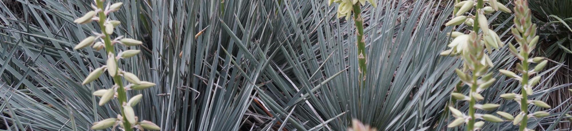 Image of flora at the Southwest US and Mexican Collection in the UC Davis Arboretum.