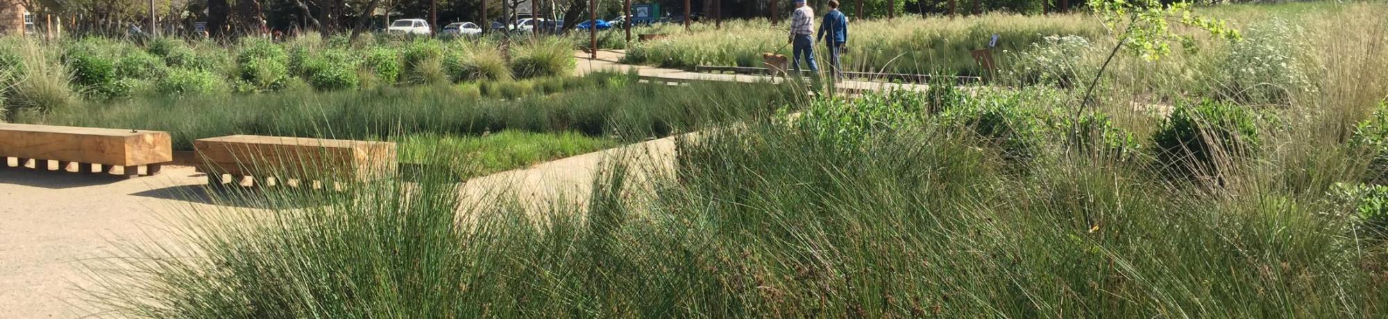 Image of the UC Davis Arboretum GATEway Garden.