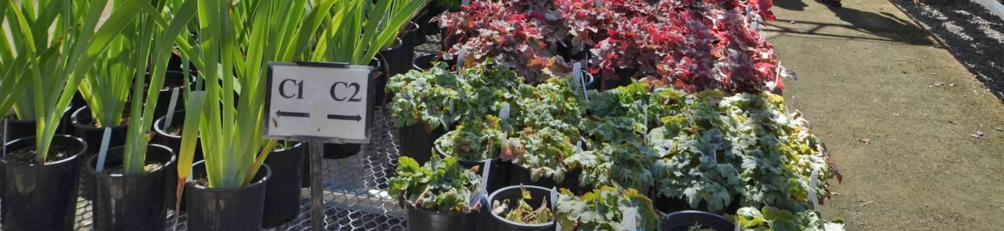 Image of UC Davis Arboretum Teaching Nursery.