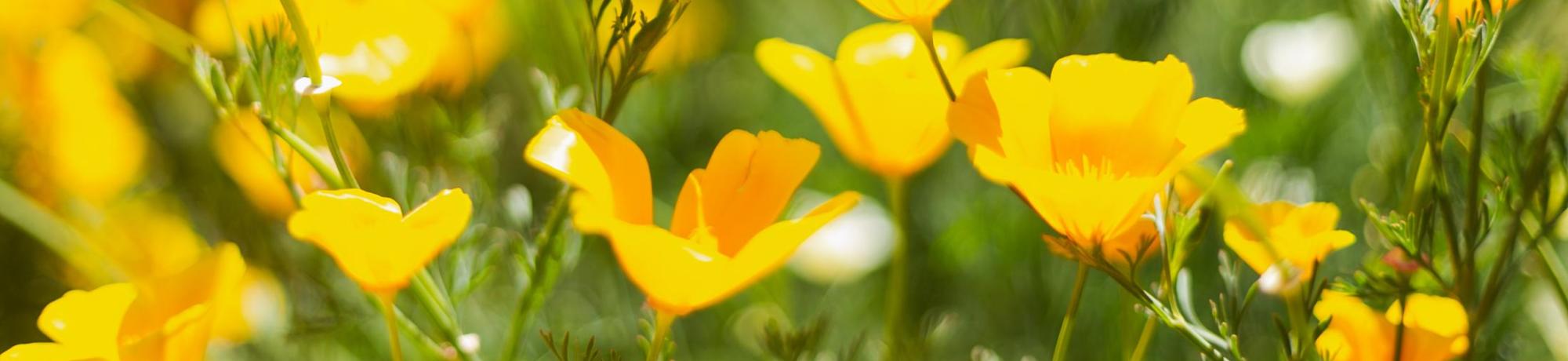 Image of California poppies in bloom in the UC Davis Arboretum and Public Garden.