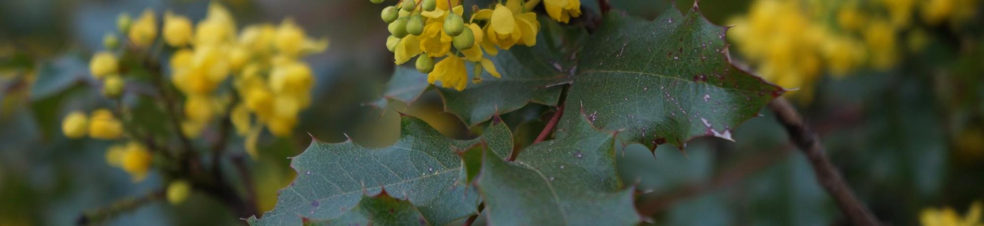 Image of Arboretum All-Star plant, Oregon grape.