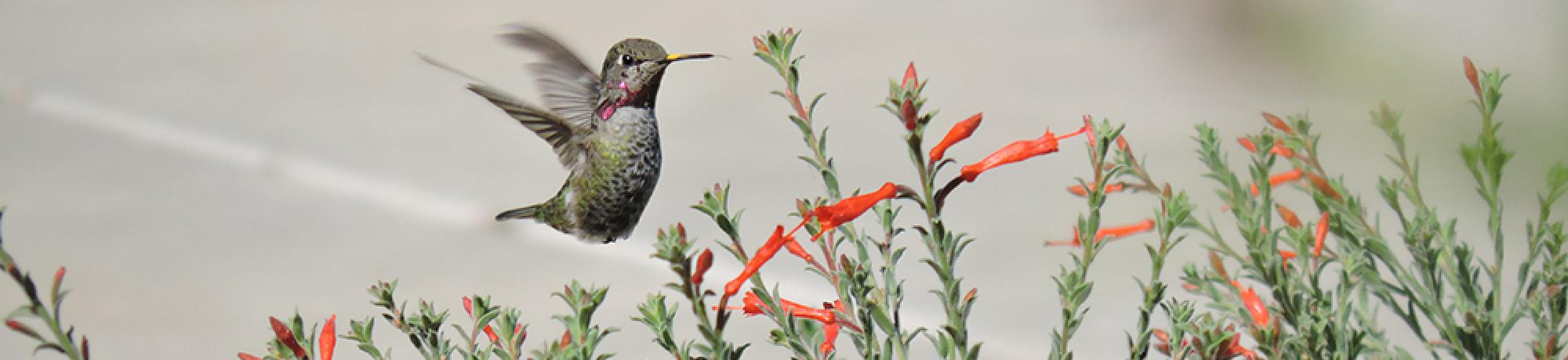 Image of hummingbird grazing in a patch of California fuchsia in the UC Davis Hummingbird GATEway Garden.