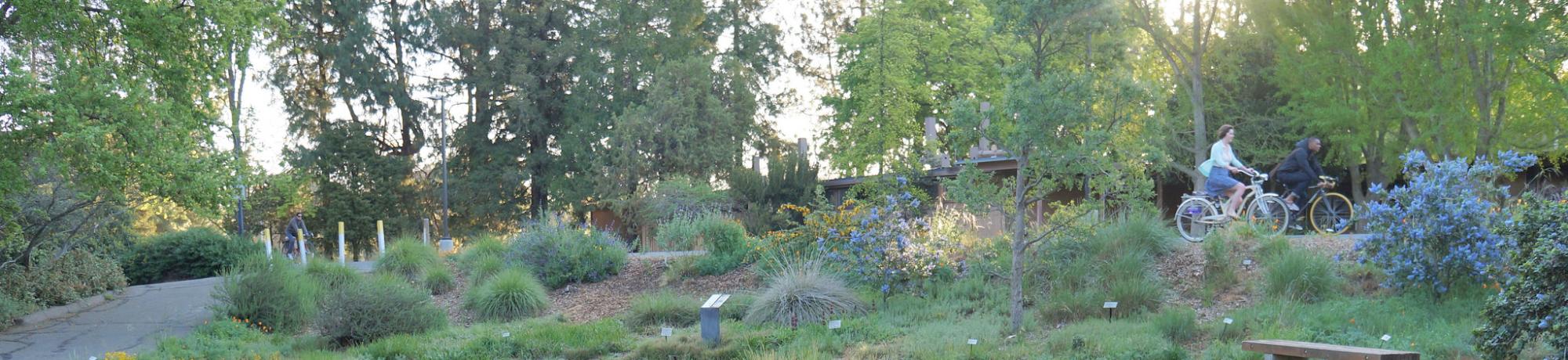 Image of the original California lawn demonstration garden in the UC Davis Arboretum's Mary Wattis Brown Garden of California native plants.