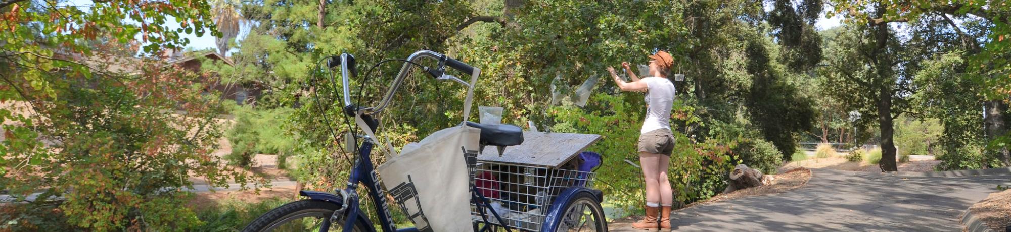 Image of student conducting oak gall research in the UC Davis Arboretum and Public Garden.