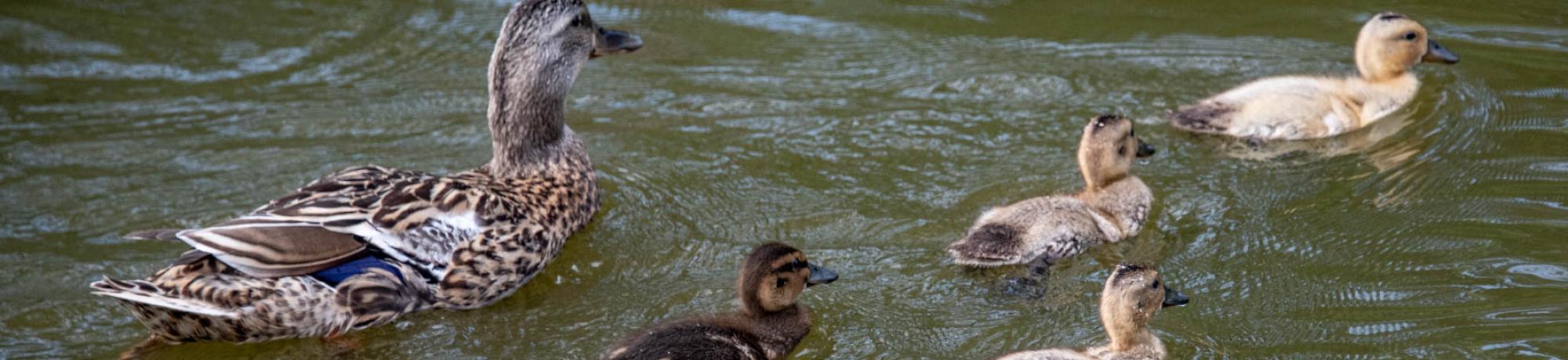 Image of female duck with brood in the UC Davis Arboretum Waterway.