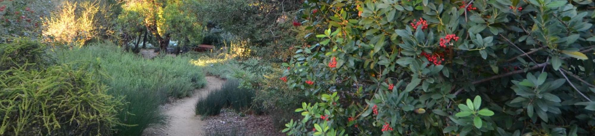 UC Davis Arboretum