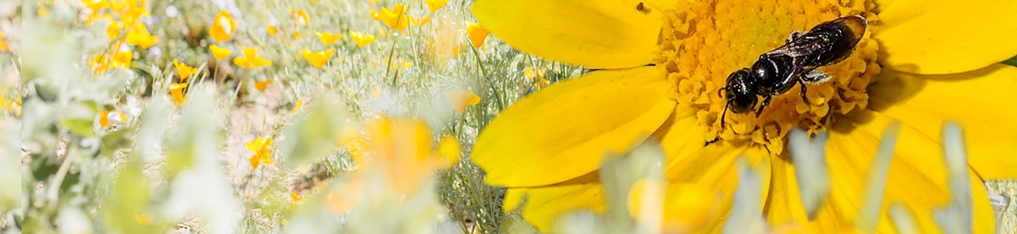 close up of bee on a yellow flower