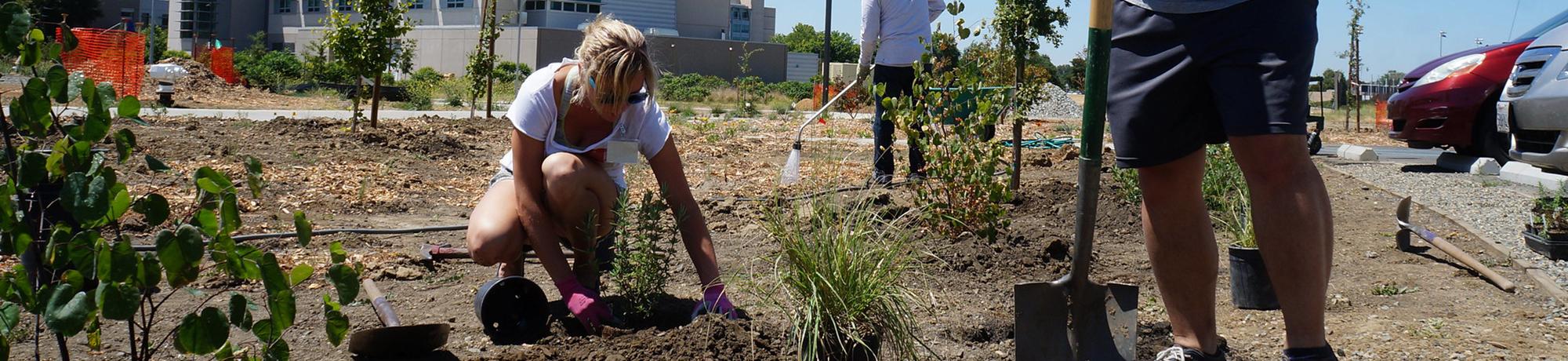 uc davis students participating in the sustainable horticulture internship