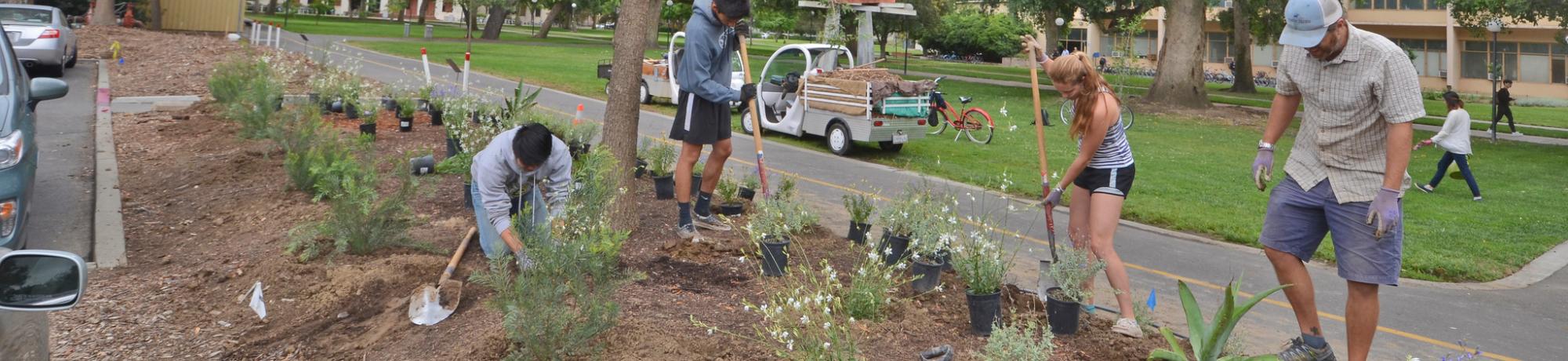 Image of sustainable horticulture interns creating a new, sustainable campus landscape.