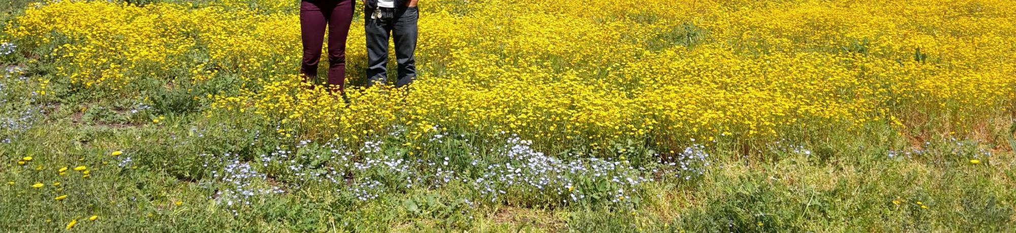 Image of Learning by Leading Sustainable Horticulture interns in a student-planted wildflower meadow.